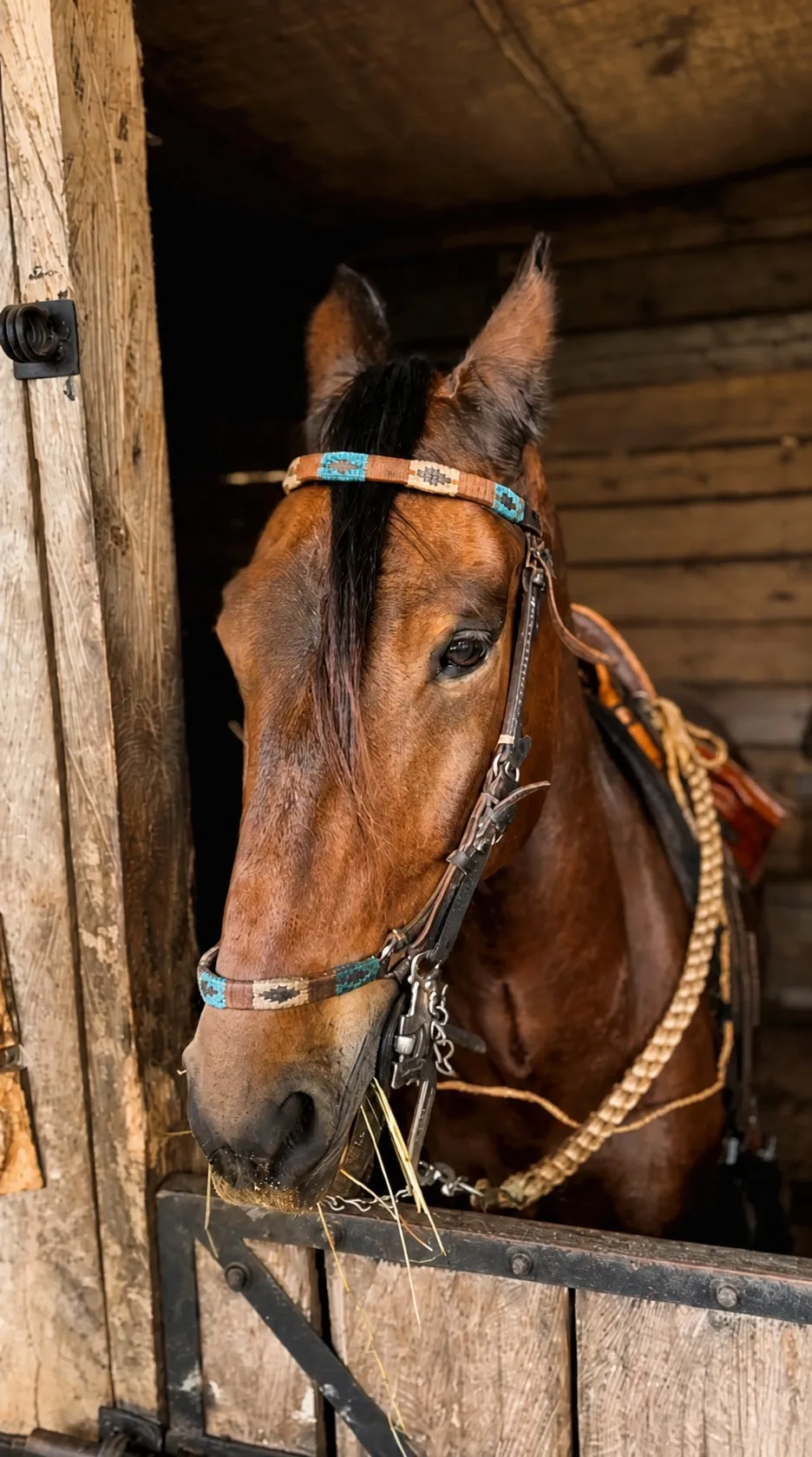 Retrato de uno de los caballos en el establo de Cumbre de los Molinos
